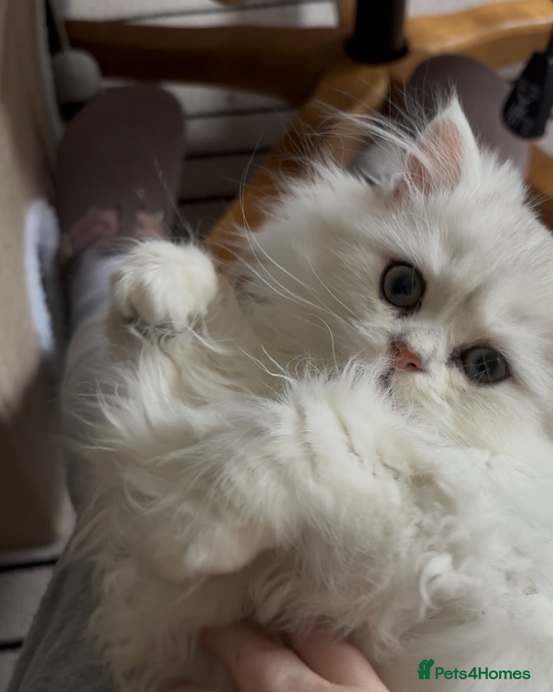 British Longhair cats for sale: Kitten for sale - Image 2