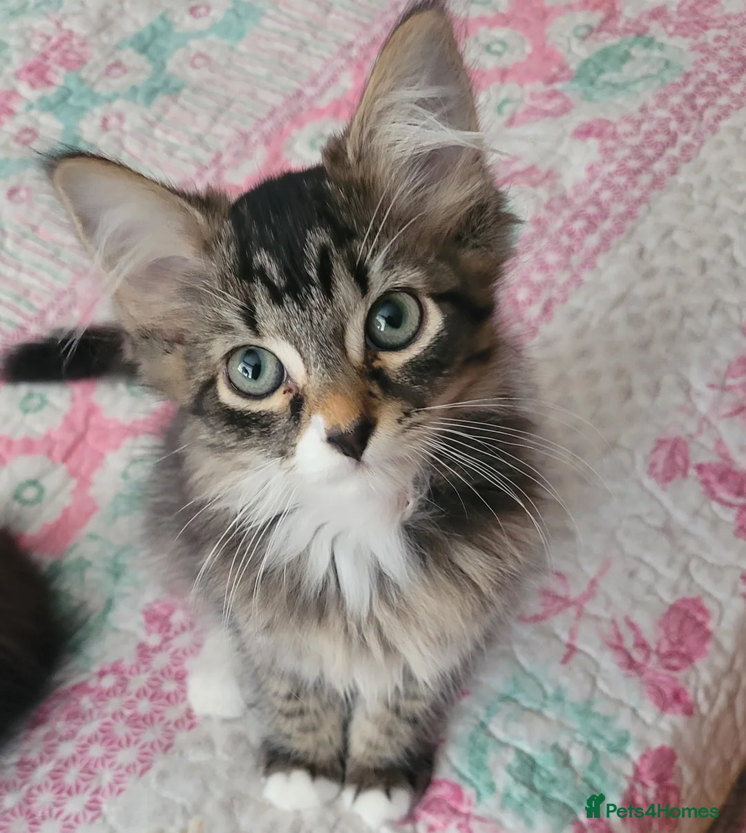 Mixed Breed cats for sale: 4 Mixed breed kittens - Advert 6