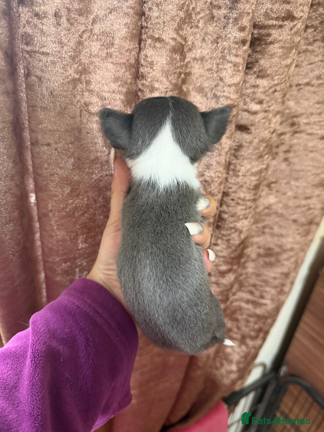 Chihuahua dogs for sale: Chihuahua pups - Advert 19