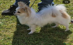 Chihuahua dogs for sale: chihuahua longcoat  - Image 3