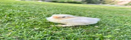 Chickens poultry for sale: 2x cockerels - white pekin and cuckoo Maran in Nuneaton - Advert 4