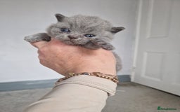 British Shorthair cats for sale: Male British Shorthair Kitten - Image 2