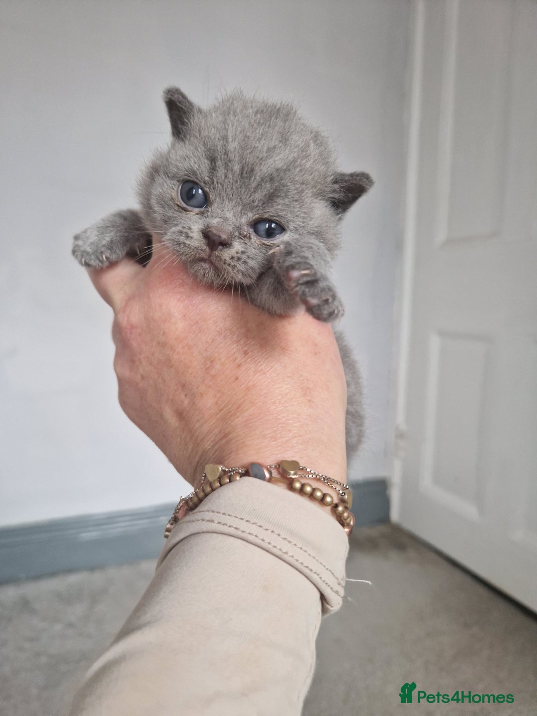 British Shorthair cats for sale: Male British Shorthair Kitten - Image 2