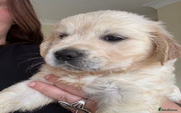 Golden Retriever dogs for sale: Two female Golden Retriever puppies left - Image 8