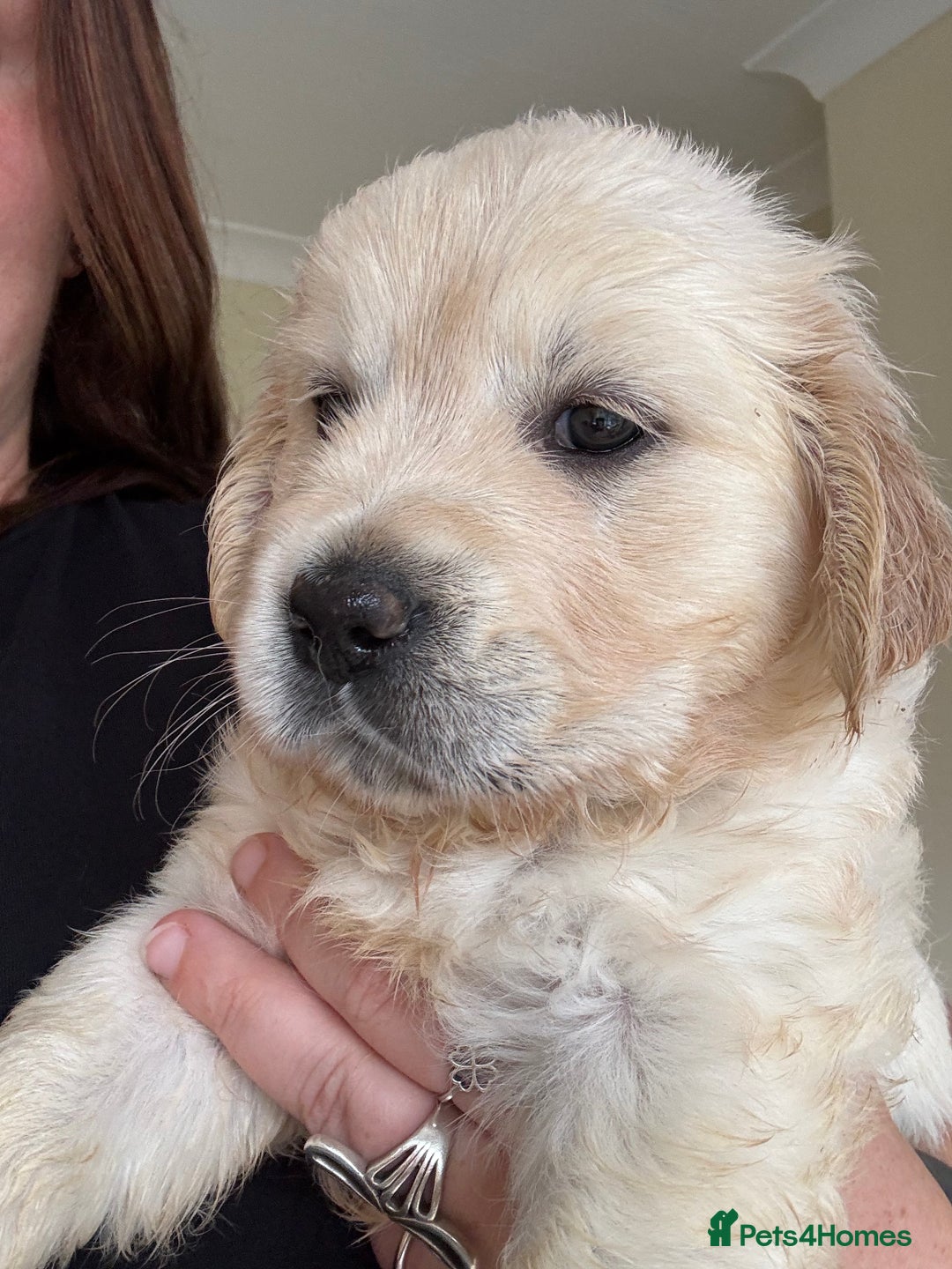 Golden Retriever dogs for sale: Two female Golden Retriever puppies left - Image 8