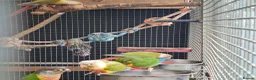 Conures birds for sale: Full aviry(20+)3 baby Green cheek conures  in Edgware - Advert 5