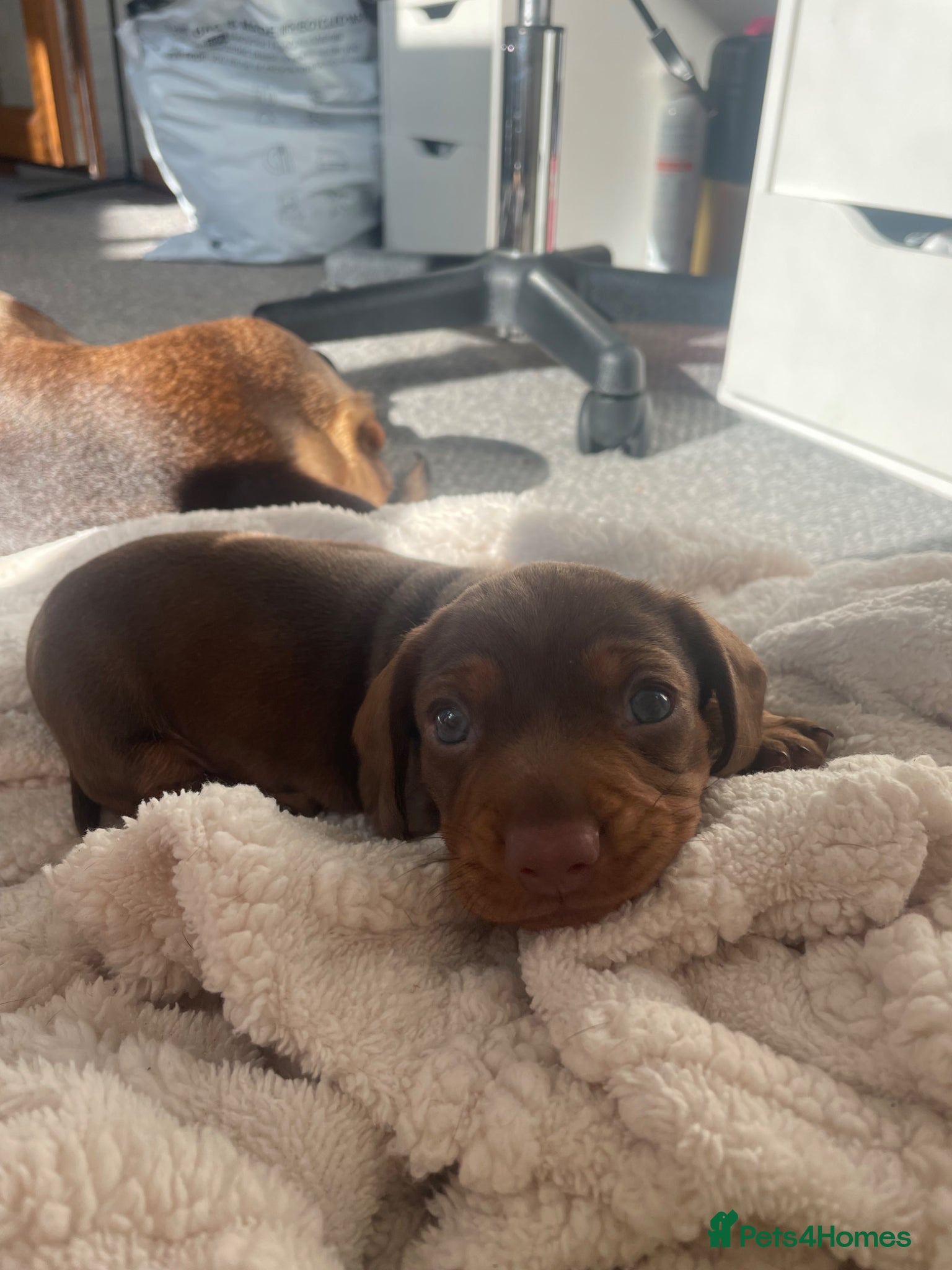Miniature Dachshund dogs Min dash hound boy for sale  - Advert 7