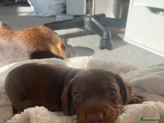Miniature Dachshund dogs Min dash hound boy for sale - Advert 7