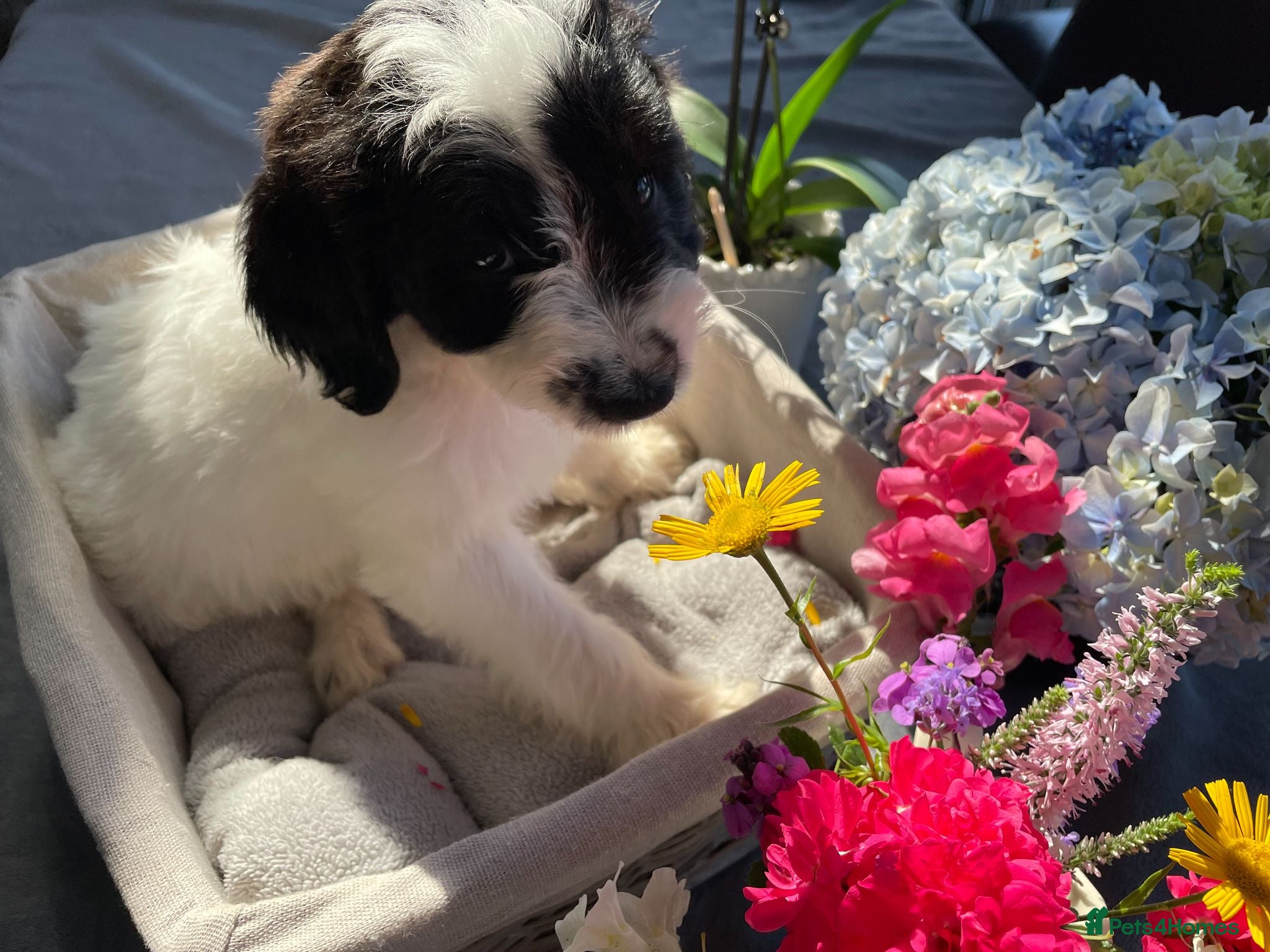 Sproodle dogs ✨ Reduced Premium F1 Sproodle Pups–Champion Line ✨ - Advert 2