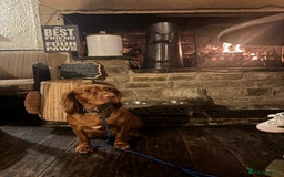 Cocker Spaniel dogs for sale: Working cocker spaniel pups due on 19th November - Image 5