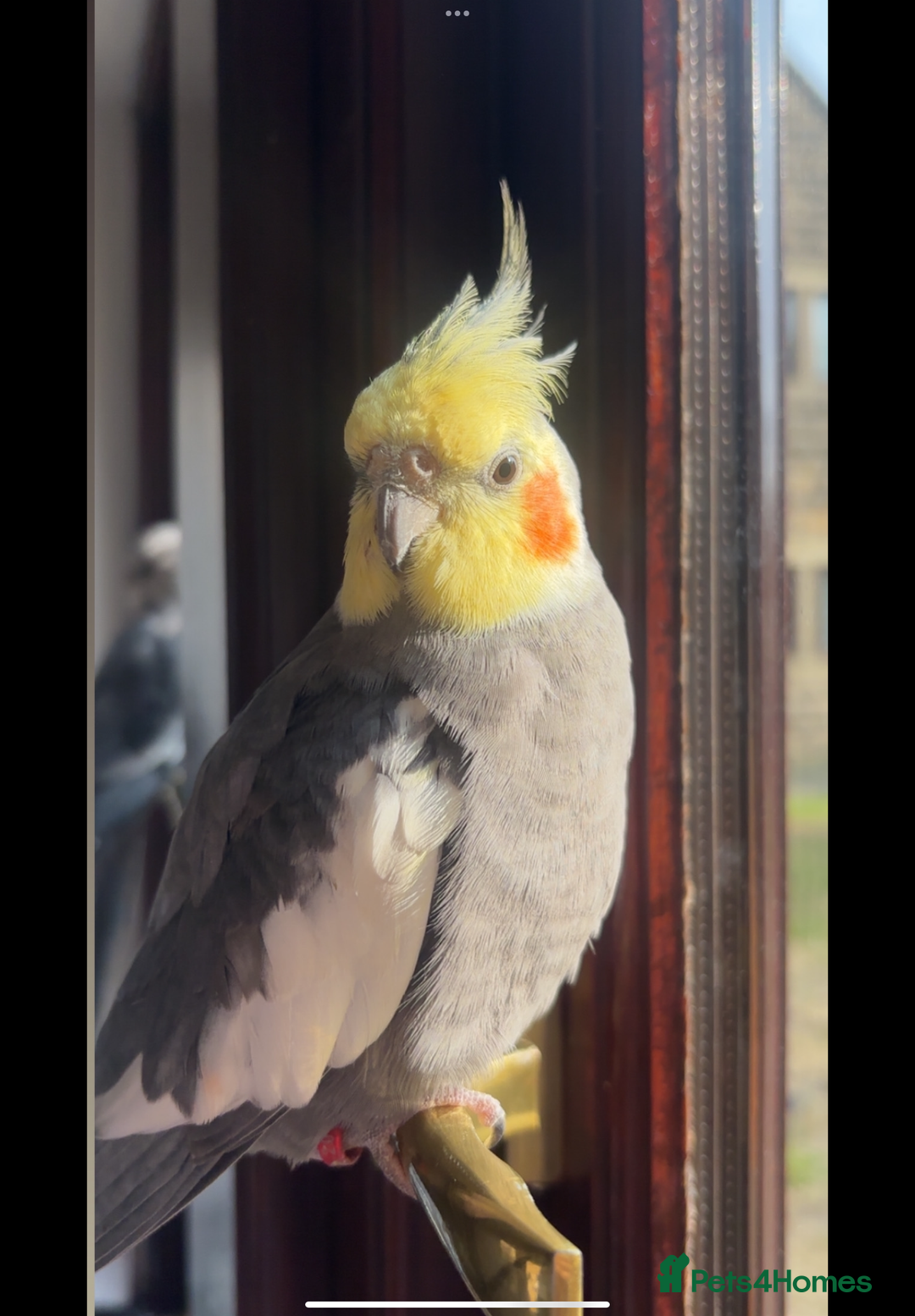 Cockatiels birds for sale: cockatiel and quaker parrot - Advert 4