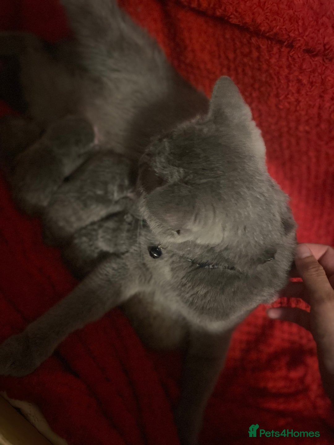 British Shorthair cats for sale: PEDIGREE BSH KITTENS READY TO FOR FOREVER HOMES  - Image 13
