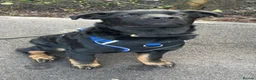 Mixed Breed dogs for sale: Vinnie - 6 month old puppy in Bristol - Advert 5