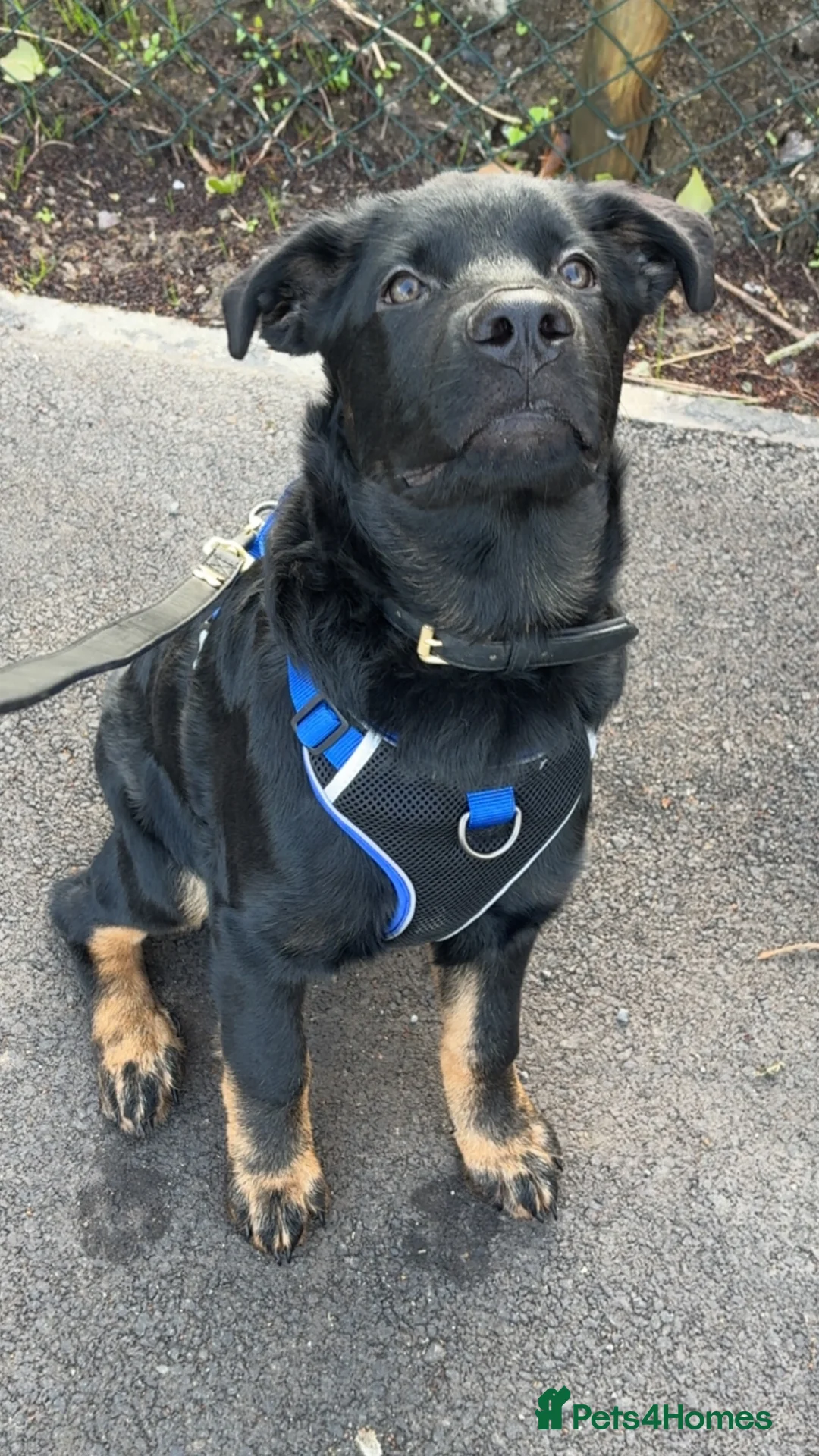 Mixed Breed dogs for sale: Vinnie - 6 month old puppy in Bristol - Advert 5
