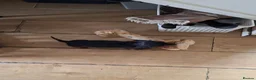 Miniature Dachshund dogs for sale: Miniature Dauchaunds - Advert 13
