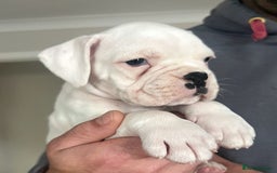 Boxer dogs for sale: Kc Beautiful White Boxer Boys   - Image 10