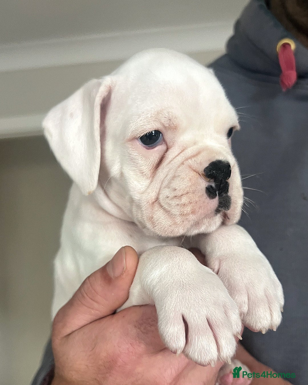 Boxer dogs for sale: Kc Beautiful White Boxer Boys   - Image 10
