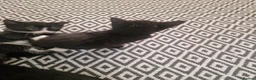 Mixed Breed cats for sale: 3 tuxedo kittens and 1 black kitten - Advert 5