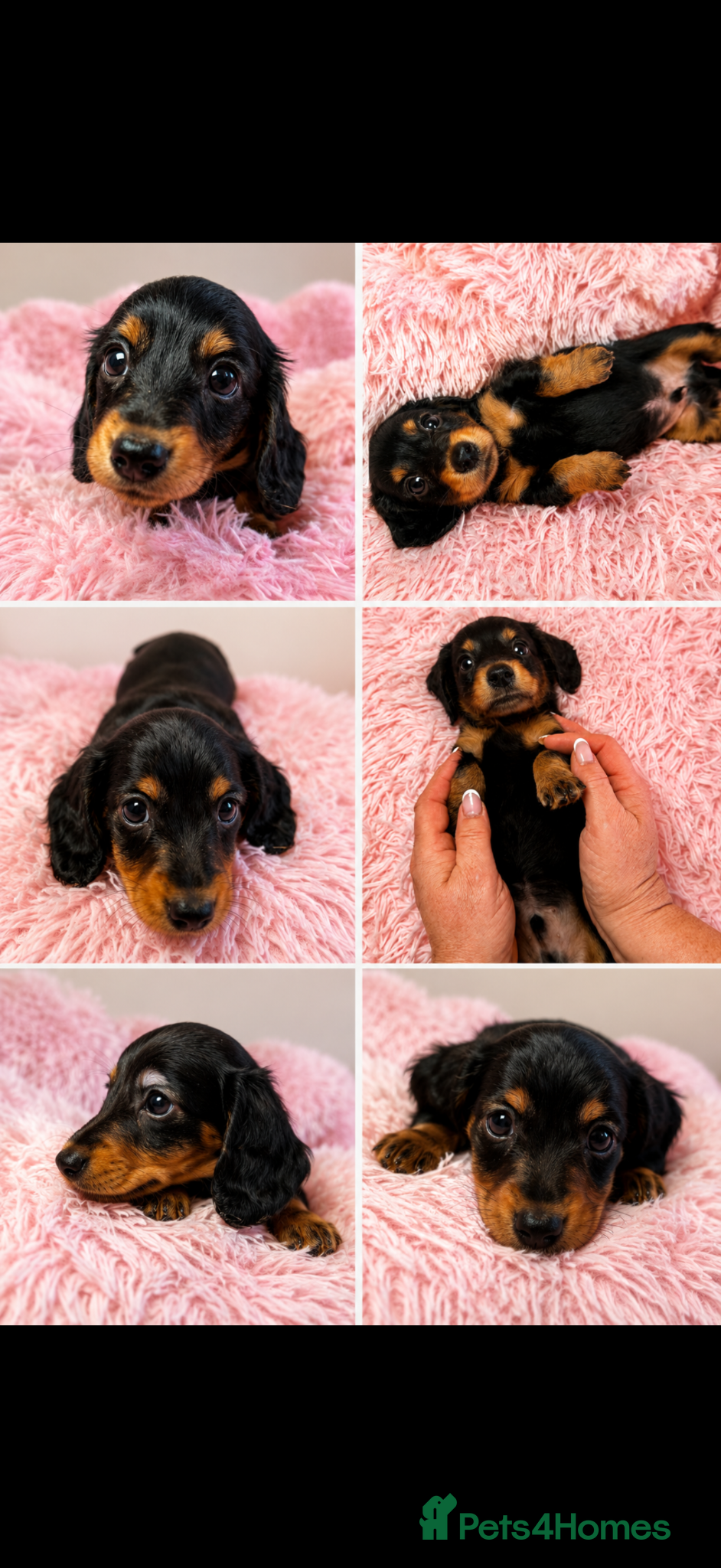 Miniature Dachshund dogs for sale: 🐾 KC Reg  LH  Mini shaded cream  Dachshund - Advert 3