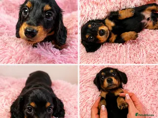 Miniature Dachshund dogs for sale: 🐾 KC Reg LH Mini shaded cream Dachshund - Advert 3