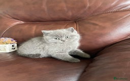 British Shorthair cats for sale:  British Blue kittens - Image 19
