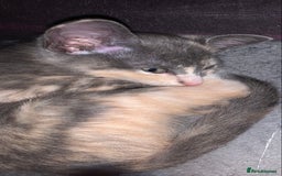 Siamese cats for sale: Siamese oriental mix female £350 READY NOW!! in Southampton - Image 5
