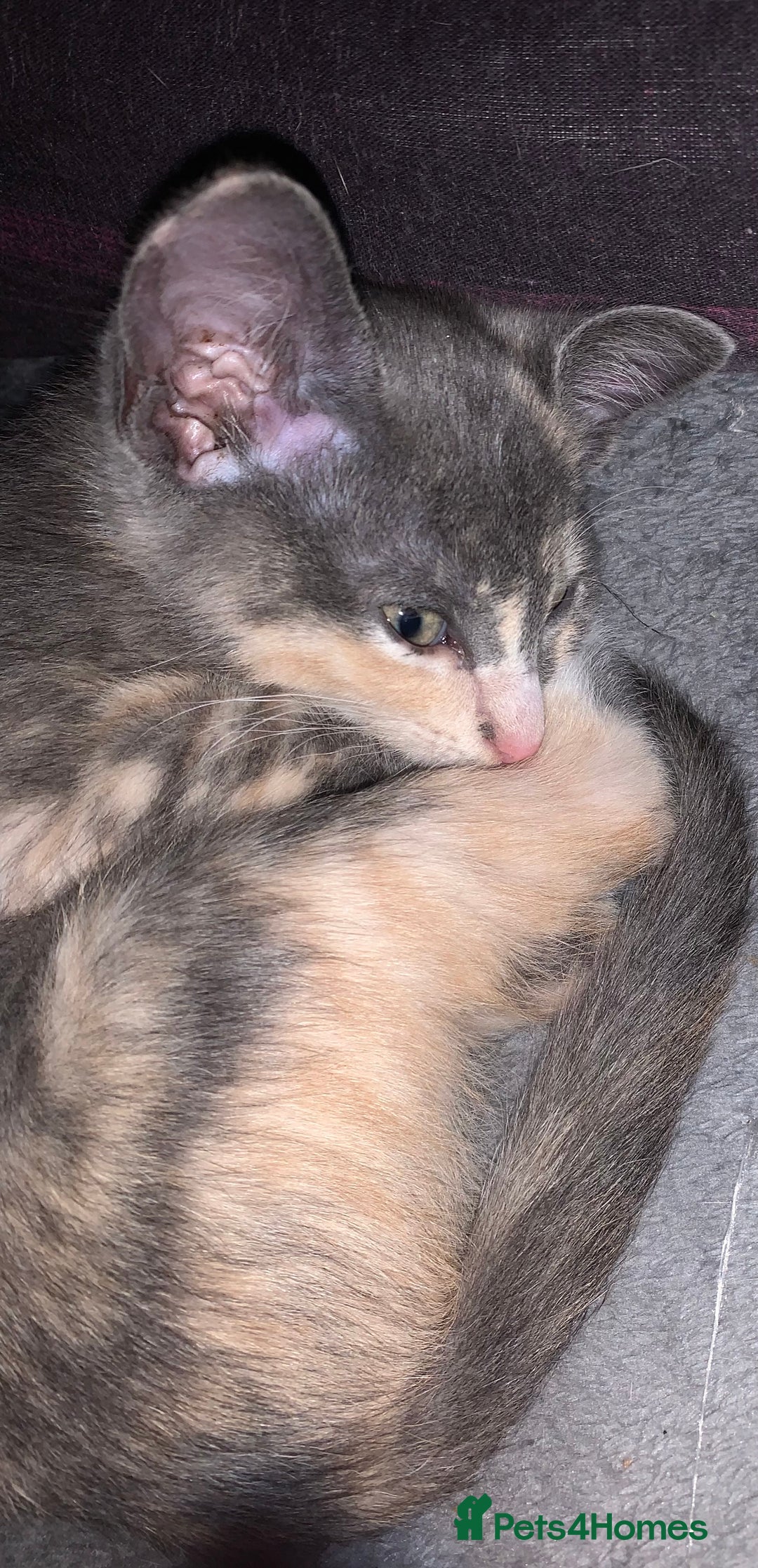 Siamese cats for sale: Siamese oriental mix female £350 READY NOW!! in Southampton - Image 5