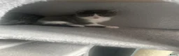 Mixed Breed cats for sale: Kittens  - Advert 6