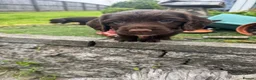 Sprocker dogs for sale: Gorgous sprocker puppies  - Advert 10