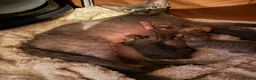 Devon Rex cats for sale: 2026 Devon Rex litters  - Advert 16
