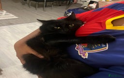 Domestic Shorthair cats for sale: Domestic longhair cat  - Image 1