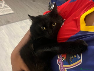 Domestic Shorthair cats - Advert 37