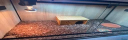 Tortoise reptiles for sale: Leopard Tortoise - Advert 5