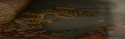 Leopard Gecko reptiles for sale: Barney  - Advert 2