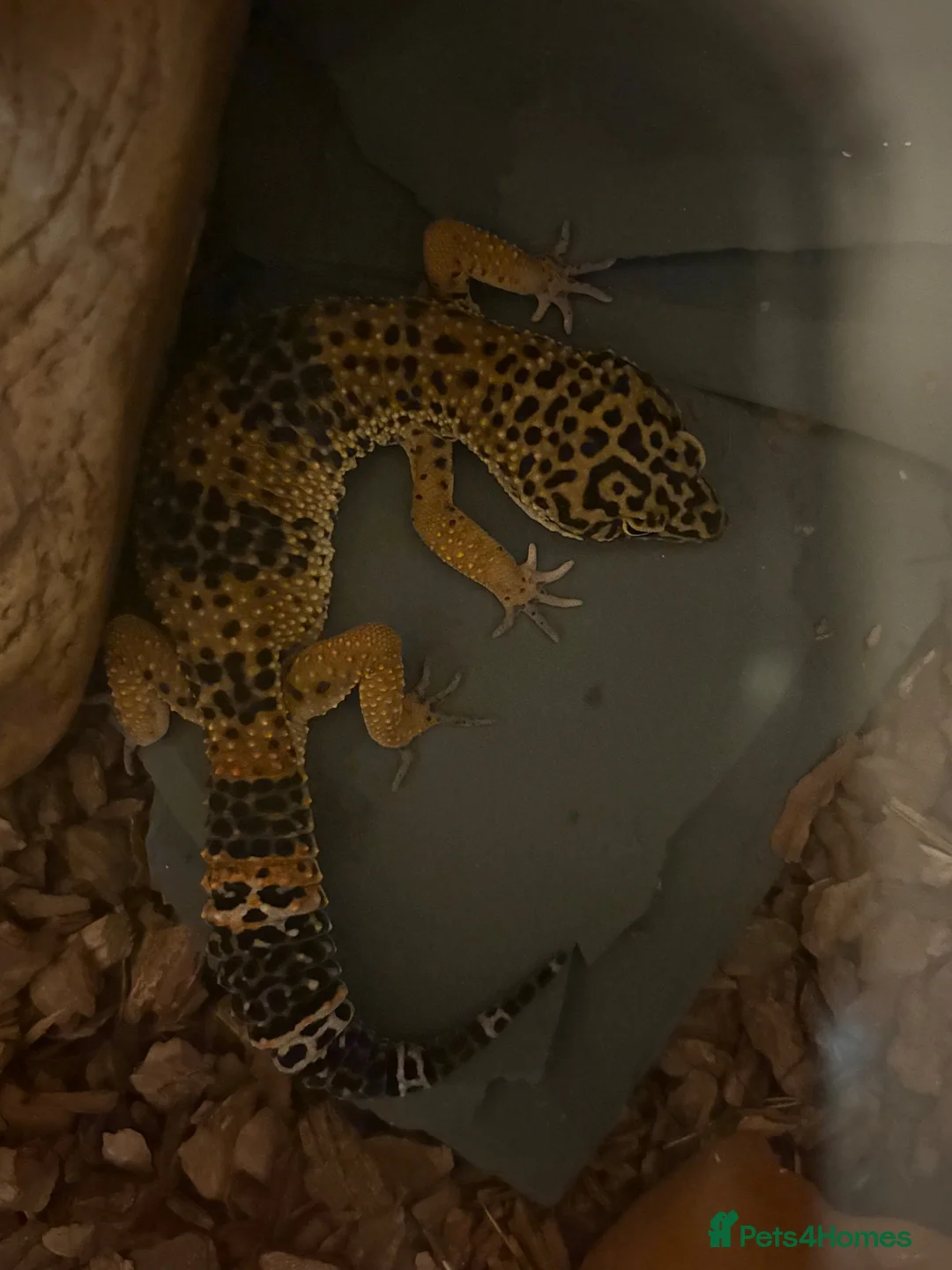 Leopard Gecko reptiles for sale: Barney  - Advert 2