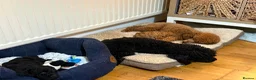 Miniature Poodle dogs for sale: Miniature poodles - 2 male  - Advert 7