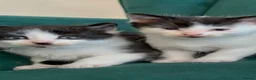 Domestic Shorthair cats for sale: Beautiful Tuxedo Kittens Looking for new Homes🐾❤️ - Advert 10