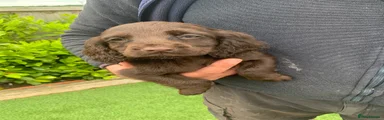 Cocker Spaniel Puppy 2