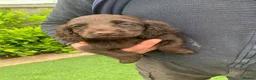 Cocker Spaniel dogs for sale: KC Working cocker spaniel puppies  - Advert 15