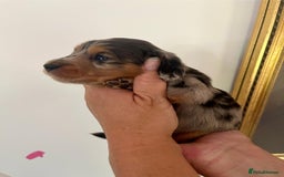 Miniature Dachshund dogs for sale: Miniature Dachshund Pups looking for forever homes - Image 3