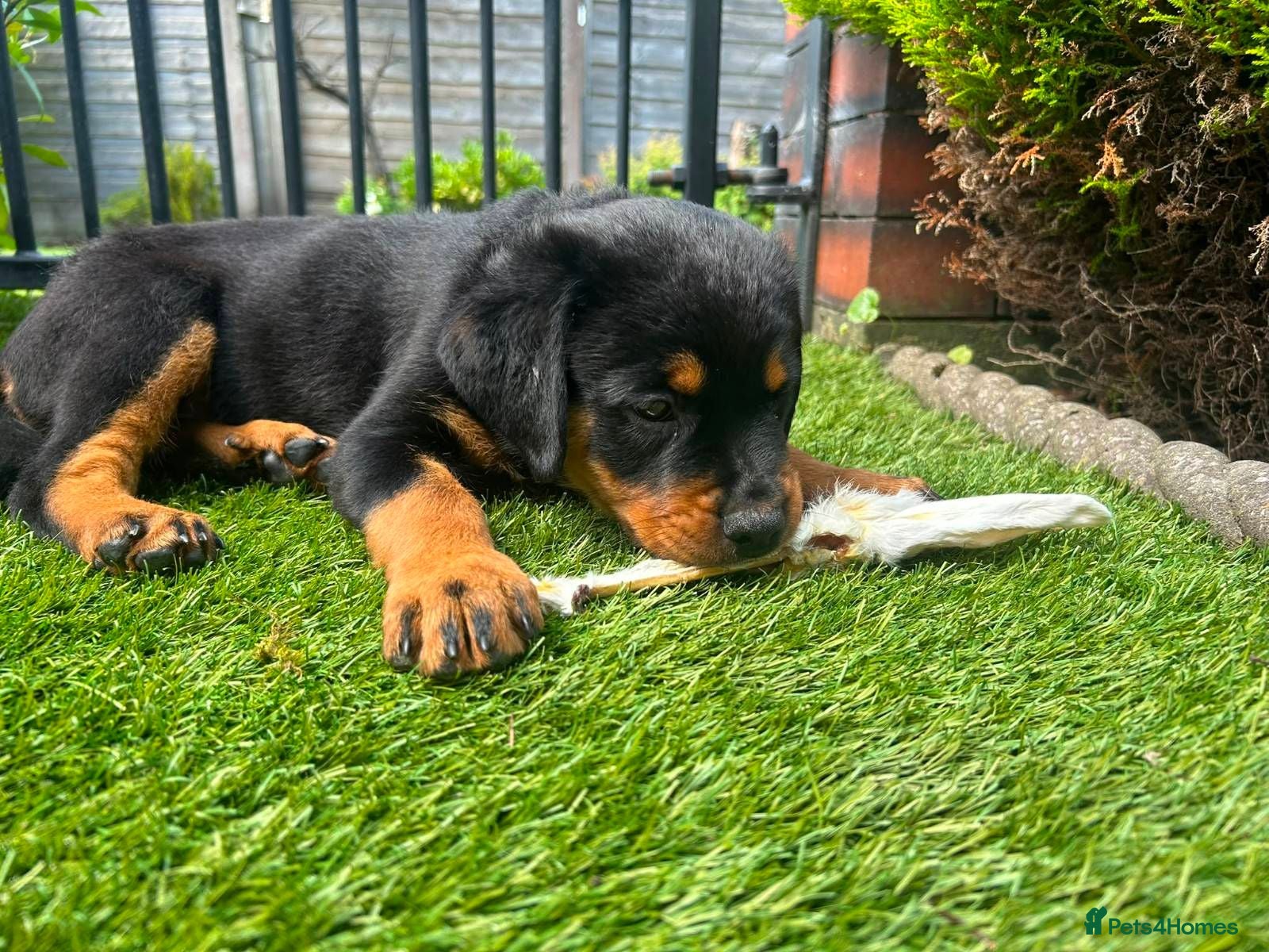 Rottweiler dogs Exceptional huge Rottweiler pups from amazing line - Advert 2