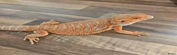 Bearded Dragon reptiles for sale: Red beaded dragon  in Stanley - Advert 3