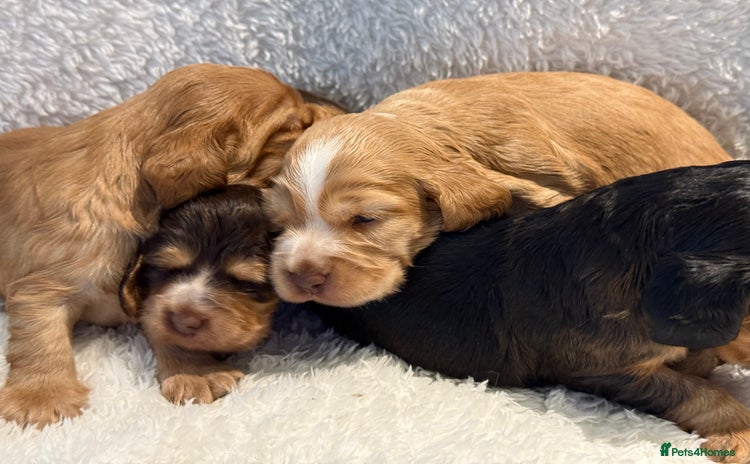Cocker Spaniel dogs - Advert 14