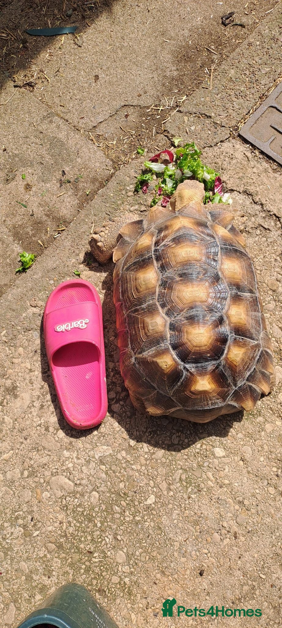 Tortoise reptiles FOSTER CARE - Advert 5