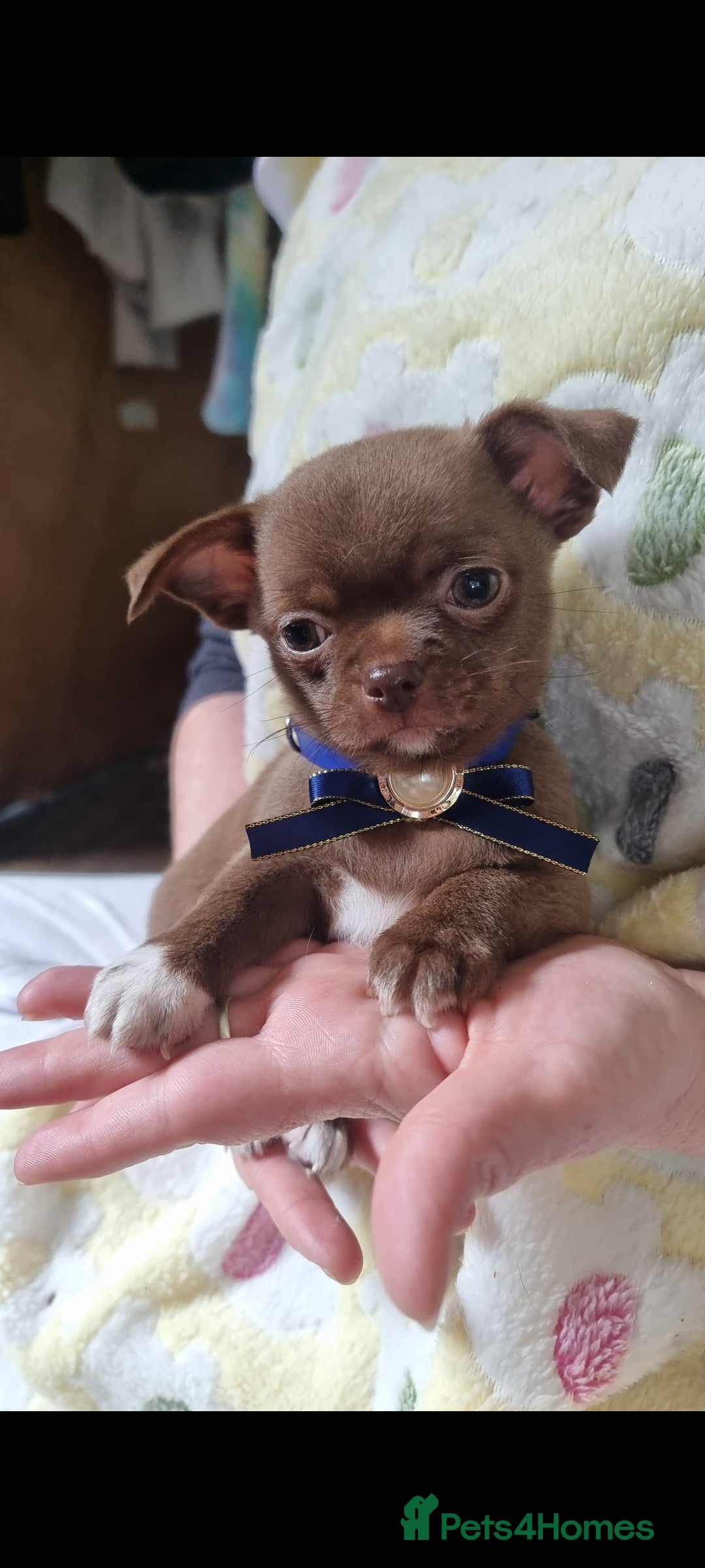 Chihuahua dogs for sale: Exquisite Chihuahua puppies - Image 9
