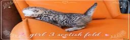 Scottish Fold cats for sale: Scotish Fold Kittens - Advert 14