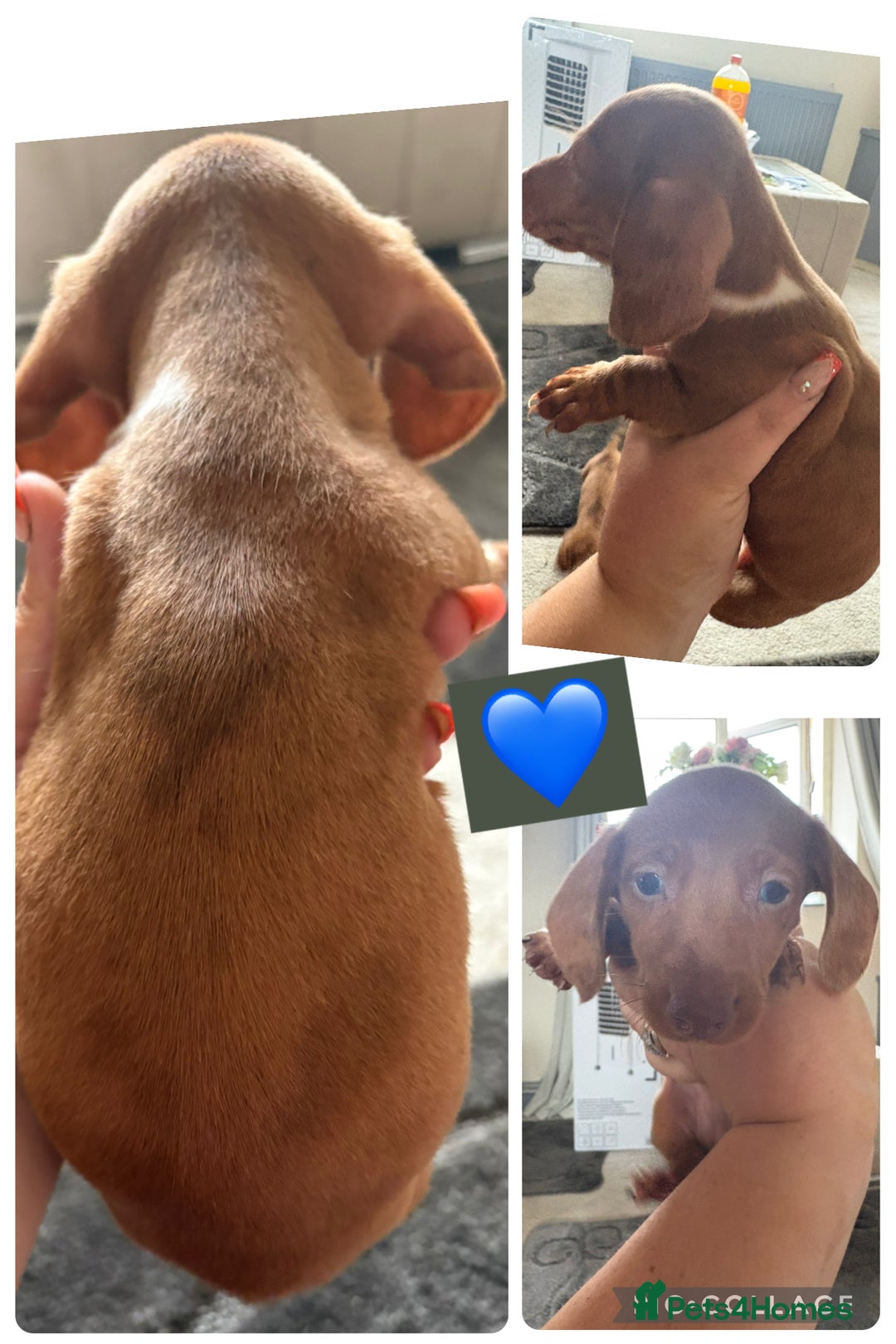 Miniature Dachshund dogs for sale: Miniature dachshund puppy’s - Image 1