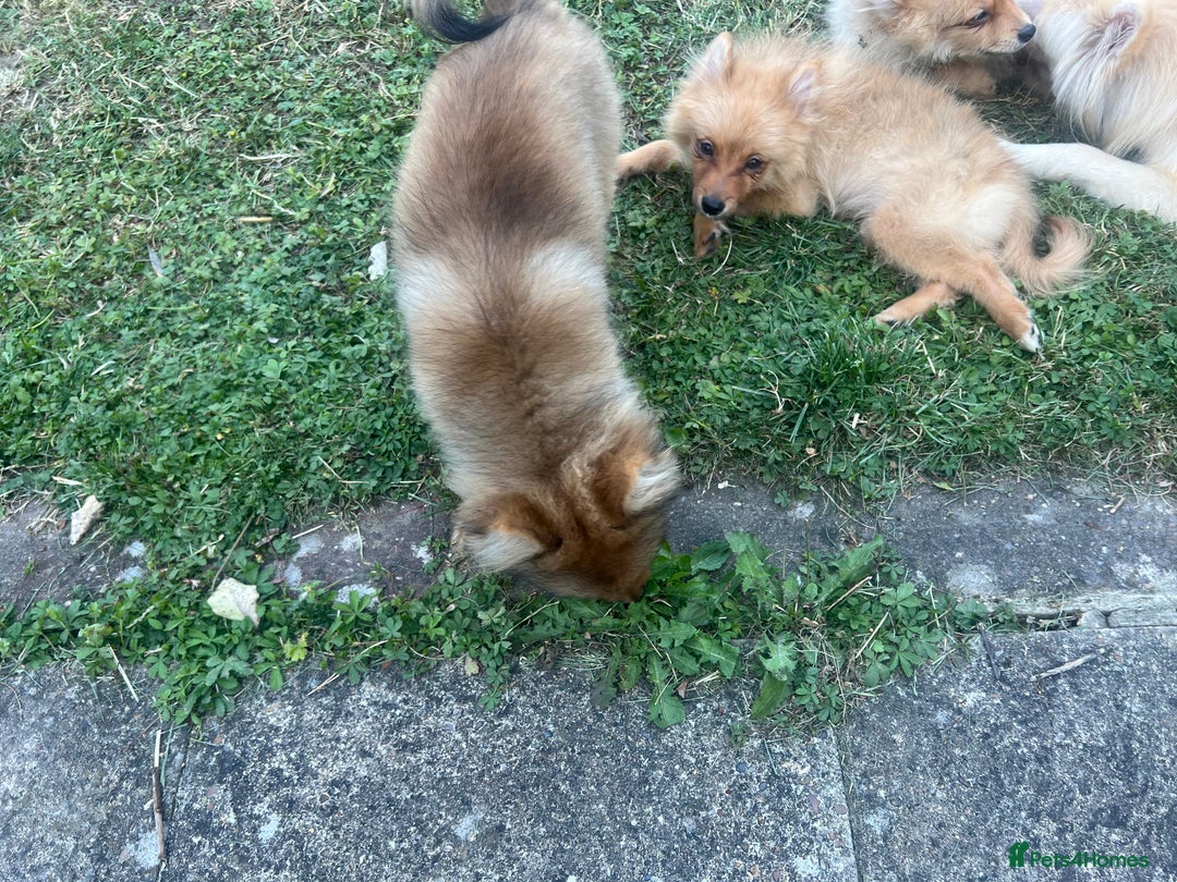 German Spitz dogs for sale: 4x Beautiful German Spitz Pomeranian Puppies  - Image 12
