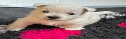 West Highland Terrier dogs for sale: Beautiful KC registered westie puppies - Advert 3