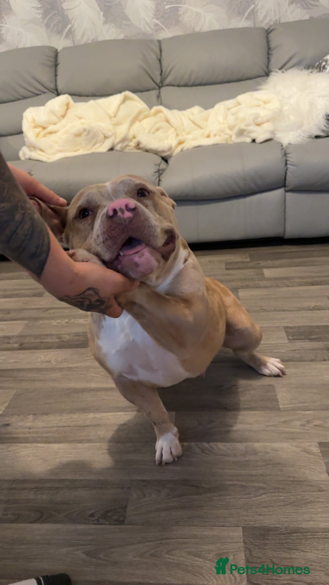 American Bully dogs for sale: American pocket bully - Image 3